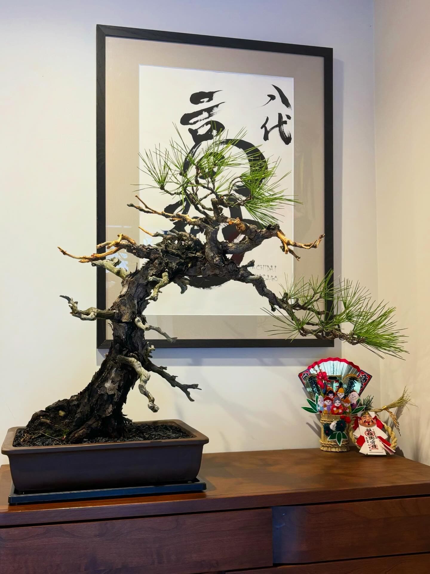 8代高砂親方をイメージした盆栽